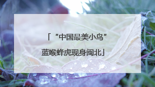 “中国最美小鸟”蓝喉蜂虎现身闽北