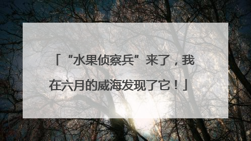 “水果侦察兵”来了，我在六月的威海发现了它！