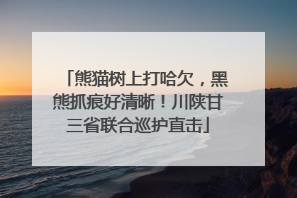 熊猫树上打哈欠，黑熊抓痕好清晰！川陕甘三省联合巡护直击