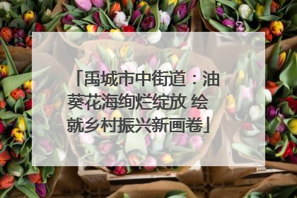 禹城市中街道：油葵花海绚烂绽放 绘就乡村振兴新画卷