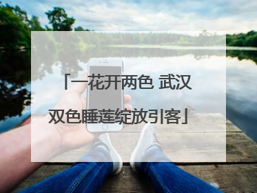 一花开两色 武汉双色睡莲绽放引客