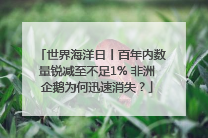 世界海洋日丨百年内数量锐减至不足1% 非洲企鹅为何迅速消失？