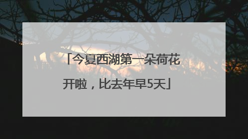 今夏西湖第一朵荷花开啦，比去年早5天