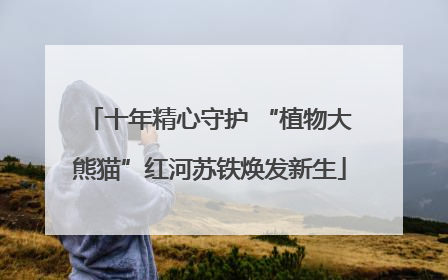 十年精心守护 “植物大熊猫”红河苏铁焕发新生
