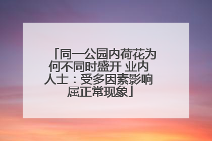 同一公园内荷花为何不同时盛开 业内人士：受多因素影响 属正常现象