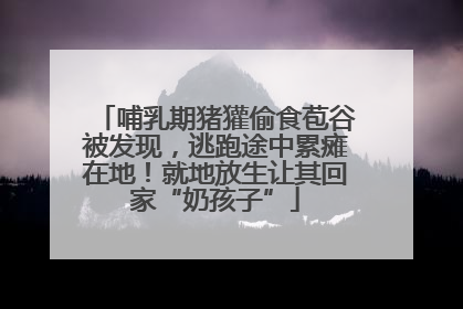 哺乳期猪獾偷食苞谷被发现，逃跑途中累瘫在地！就地放生让其回家“奶孩子”