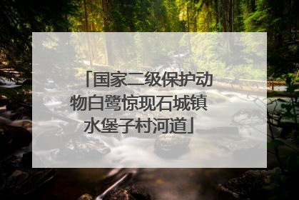 国家二级保护动物白鹭惊现石城镇水堡子村河道