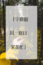 宁夏银川：夏日采茶忙