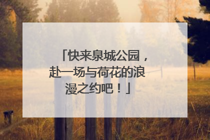 快来泉城公园，赴一场与荷花的浪漫之约吧！