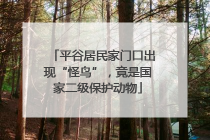 平谷居民家门口出现“怪鸟”，竟是国家二级保护动物