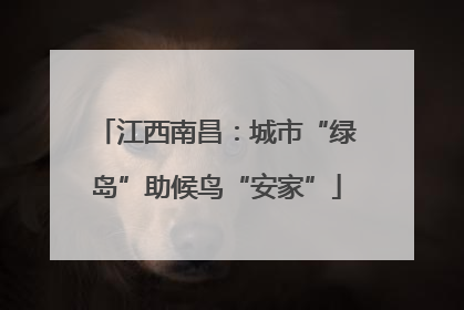 江西南昌：城市“绿岛”助候鸟“安家”