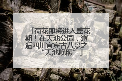 荷花即将进入盛花期！在天池公园，邂逅四川宜宾古八景之一“天池晚照”