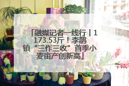 融媒记者一线行丨1173.53斤！李鹊镇“三作三收”首季小麦亩产创新高