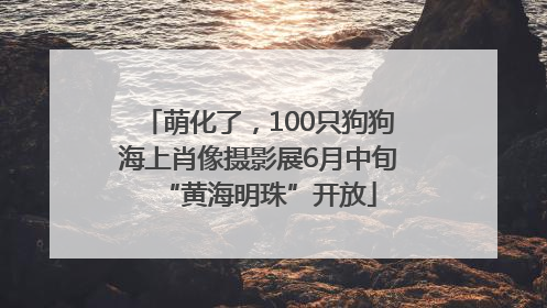 萌化了，100只狗狗海上肖像摄影展6月中旬“黄海明珠”开放