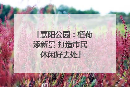 襄阳公园：植荷添新景 打造市民休闲好去处