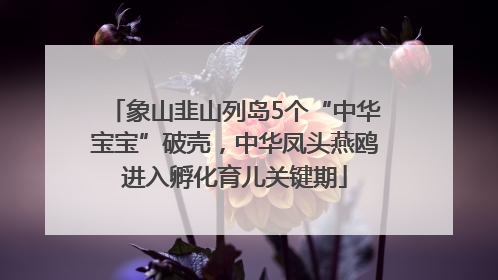 象山韭山列岛5个“中华宝宝”破壳，中华凤头燕鸥进入孵化育儿关键期