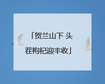 贺兰山下 头茬枸杞迎丰收