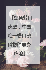 黑顶蛙口夜鹰，中国唯一蟆口鸱科物种现身临沧